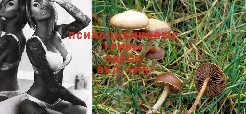 сайты даркнета как зайти  Болхов  Галлюциногенные грибы Magic Shrooms 